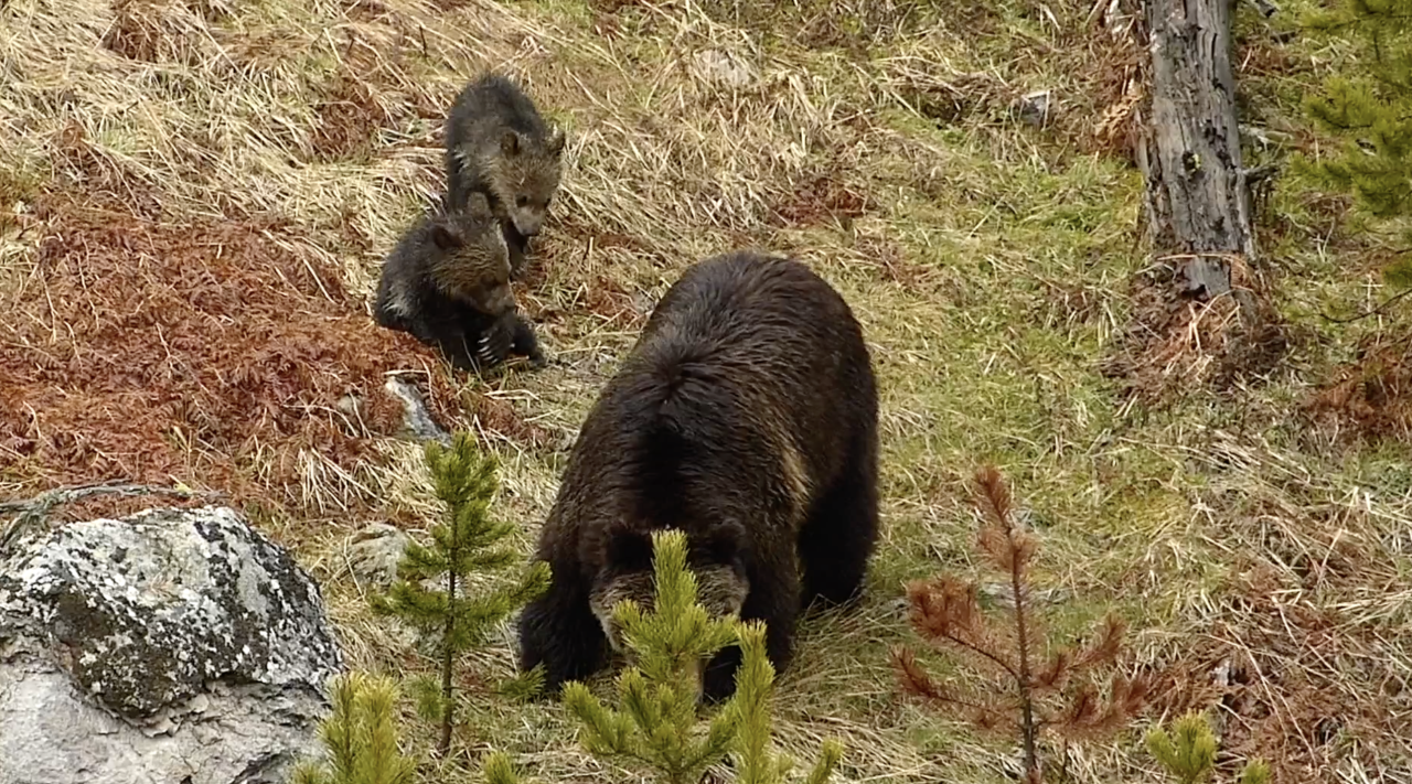 YNP Bears (this is a JS pix).png