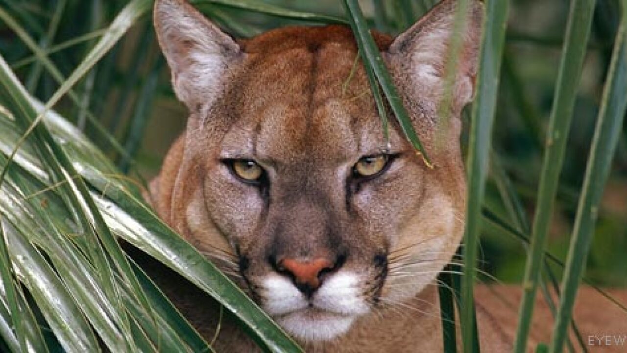 Florida panther set for release back into the wild