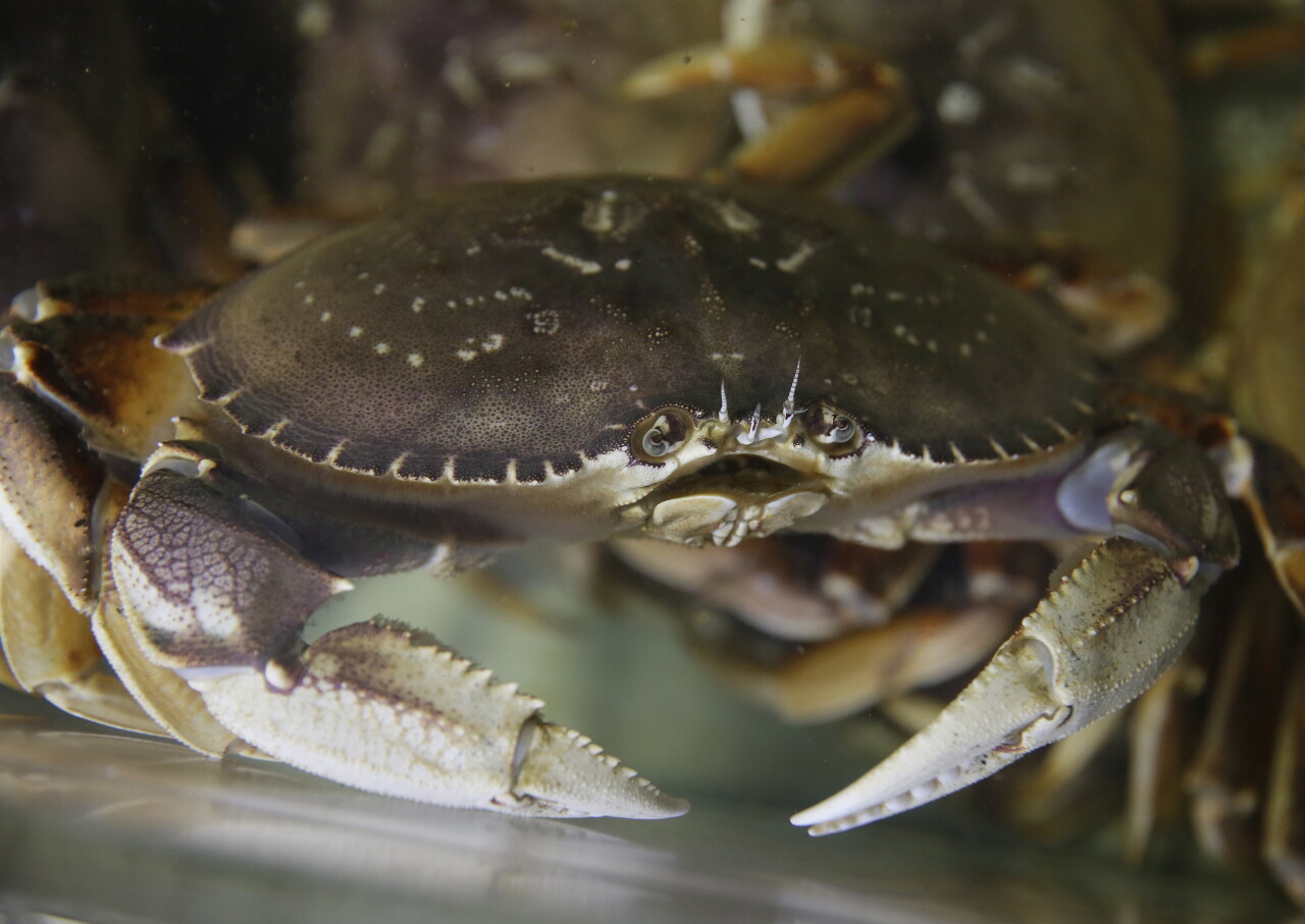California Dungeness Crab