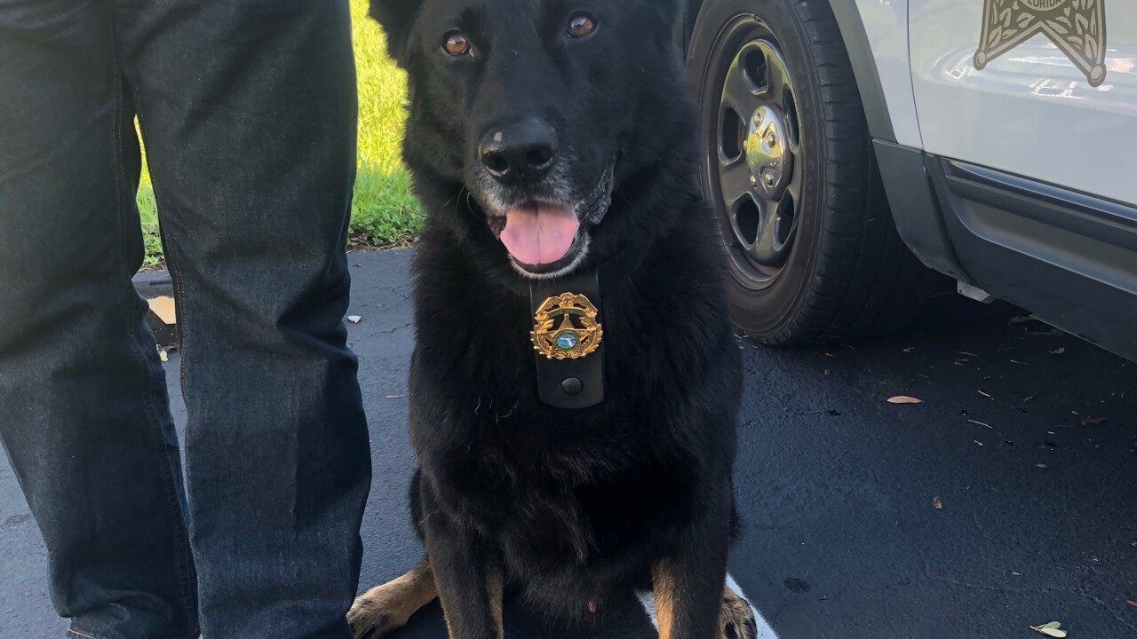 K9 birthday