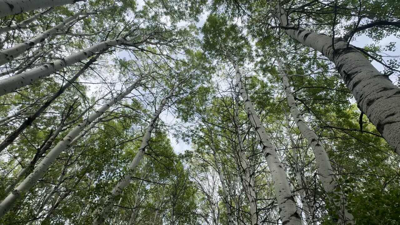 TREES.jpg