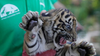 Greece Endangered Tigers