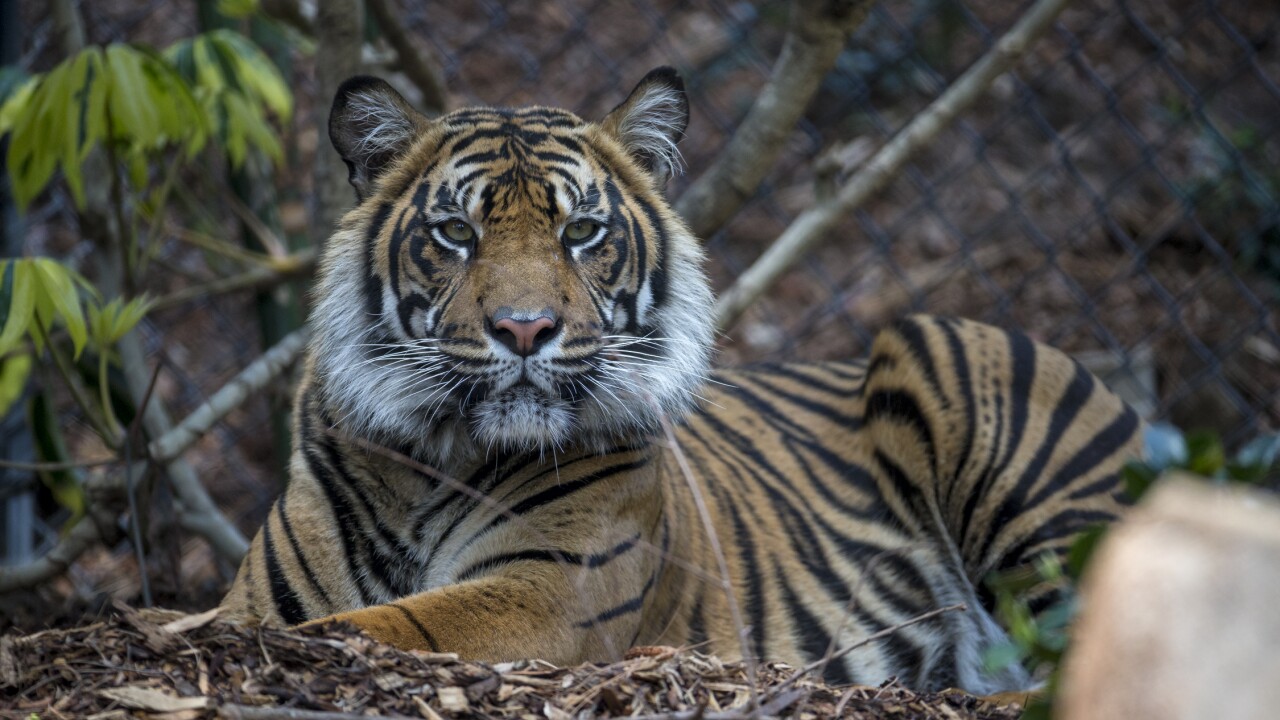 SumatranTiger2.jpg