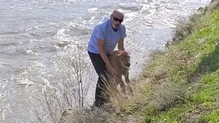 ynp man bison.jpg