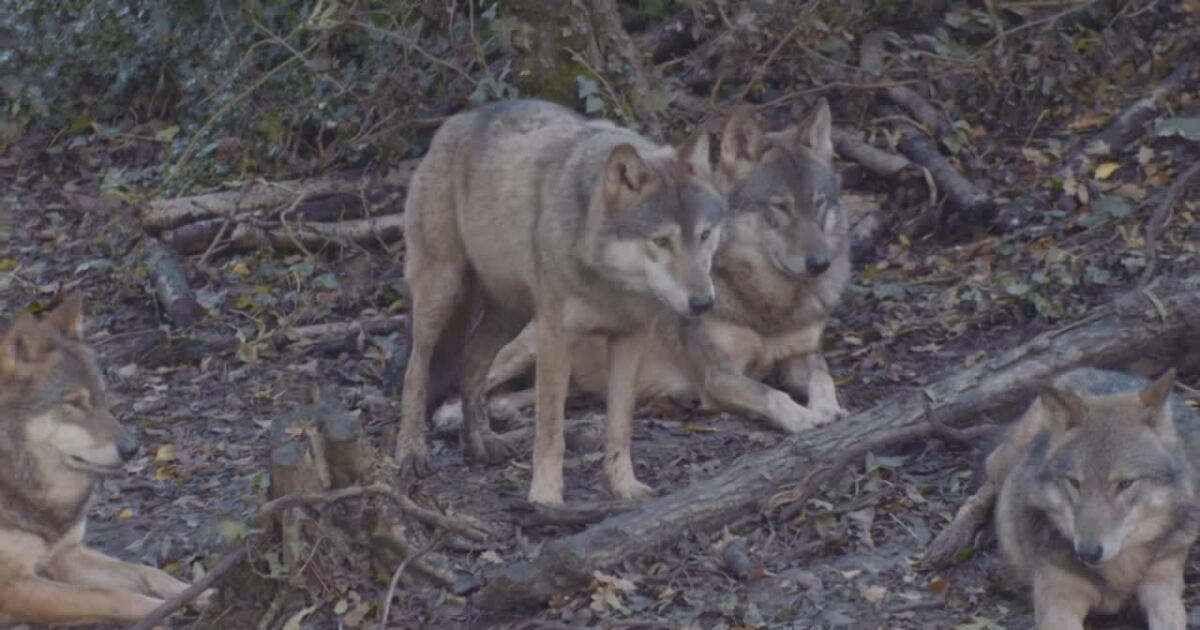Start of Montana wolf trapping season on hold after judge's ruling - Vimarsana News