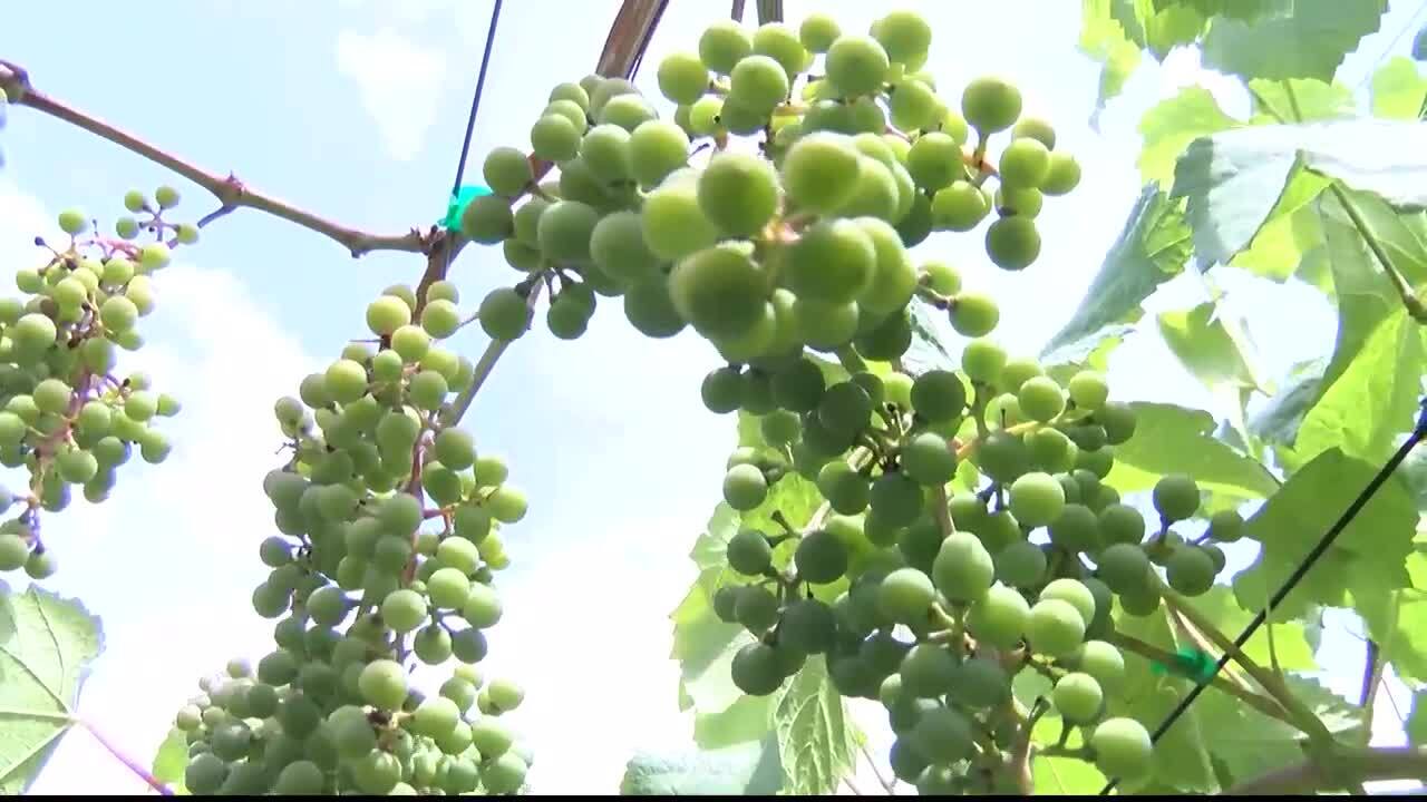 Mission Valley Wine Grapes