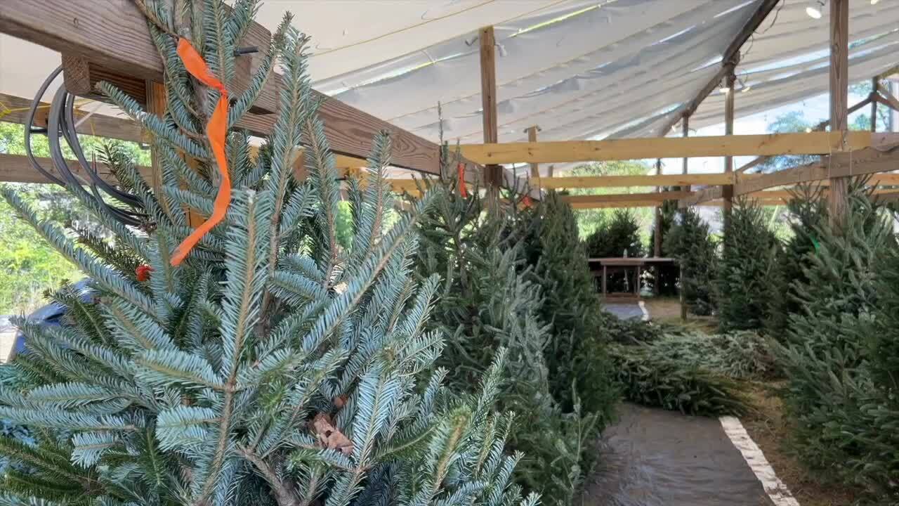 Come and get ‘em: Free Christmas Trees in Tallahassee