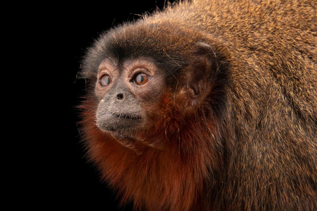 Cinnamon the coppery titi monkey