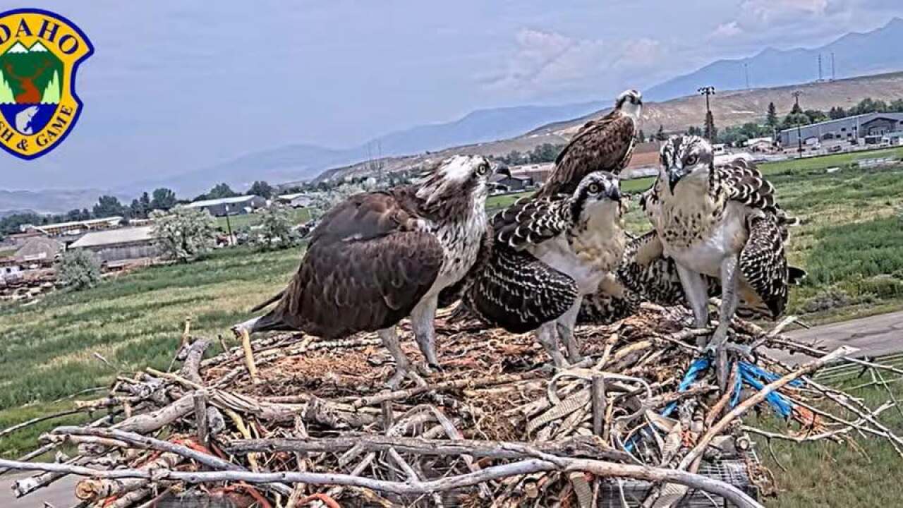 Osprey Chicks
