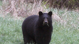 Bear Attack Colorado