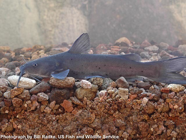 Seen them? 44 endangered, threatened animals in AZ