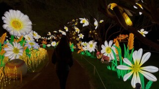 Tianyu Lights at Camelback Ranch - Glendale. 