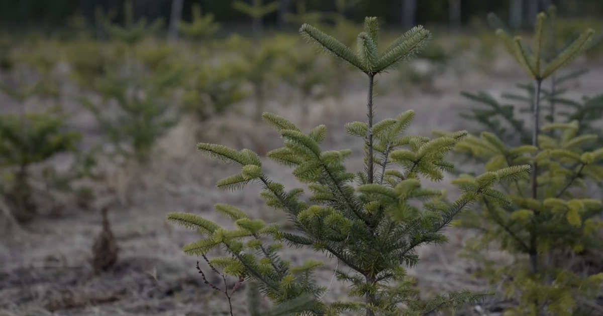 Christmas tree recycling in Omaha and Council Bluffs