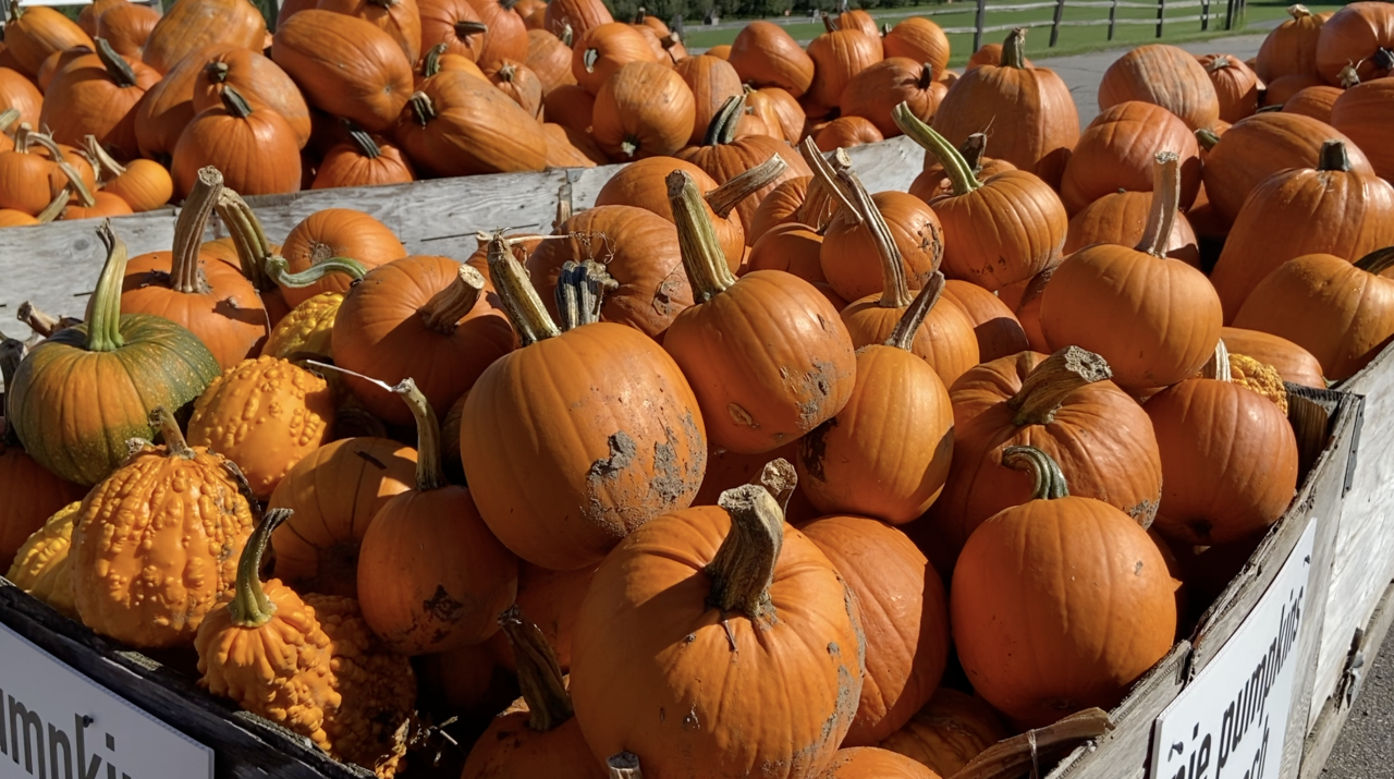 Pumpkins at Uncle John's Cider Mill