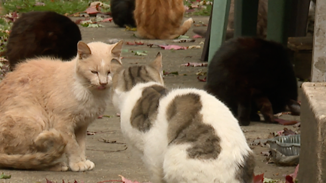Ashtabula feral cats