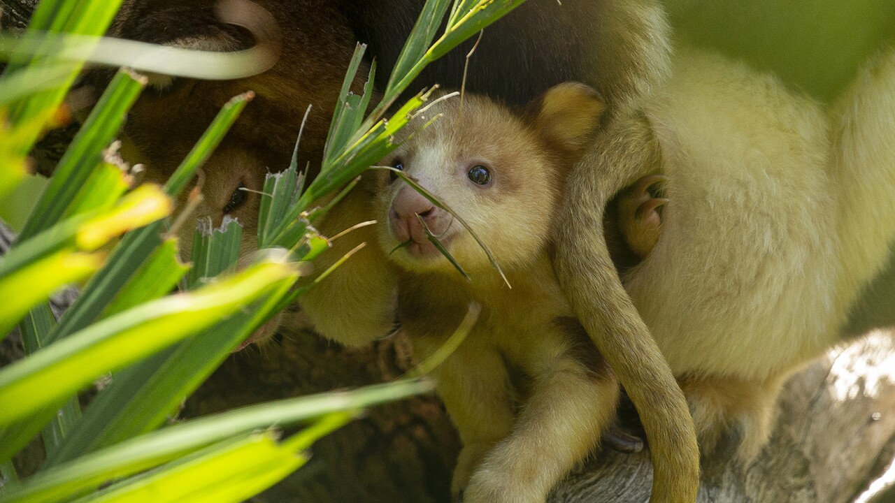 Endangered Matschie’s Tree Kangaroo Joey Peeking from Mom’s Pouch at the San Diego Zoo Safari Park


A 7-month-old female endangered Matschie’s tree kangaroo can now be seen peering out of the pouch of her mother, Polly, at the San Diego Zoo Safari 