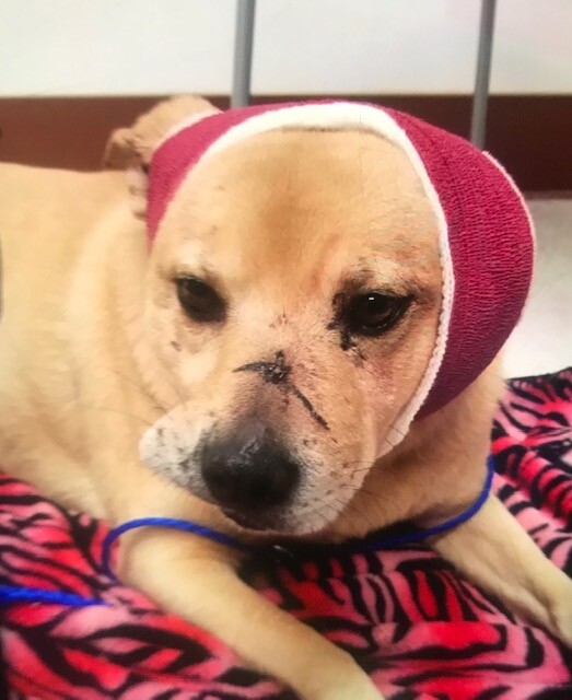 dog attacked 2.jpg