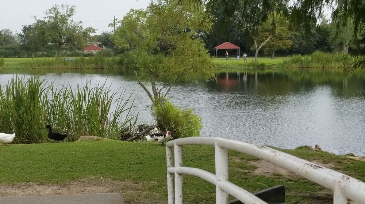 gator5.jpg