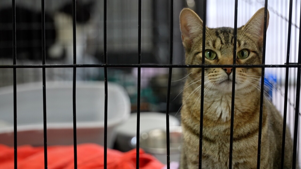 ARK OPERATION FIX IT .jpg