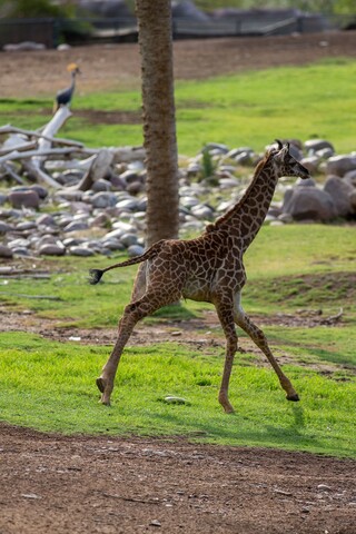 Baby giraffe, Rafiki, explores her habitat at the Phoenix Zoo for the first time