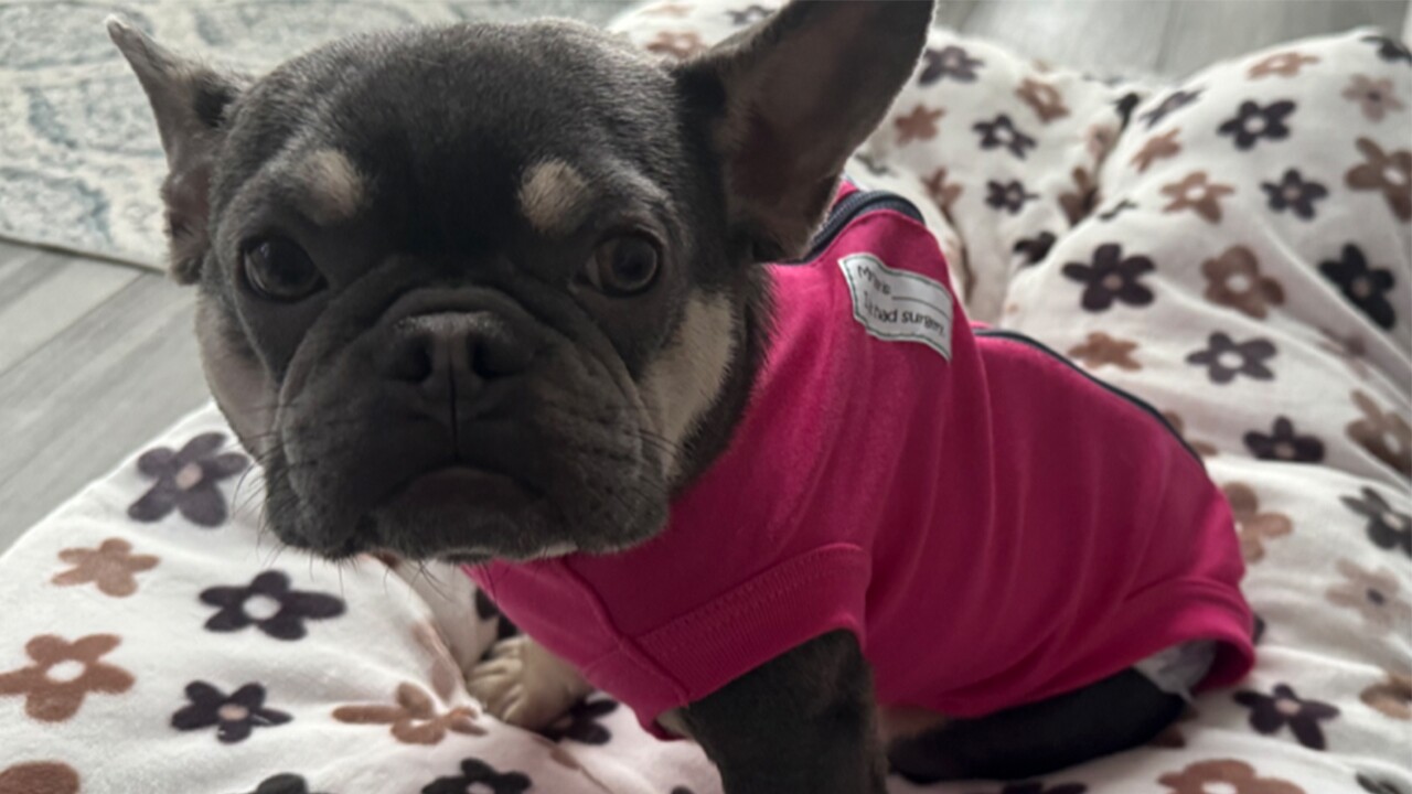 A french bulldog in the care of A&E IVDD French Bulldog Rescue.jpg