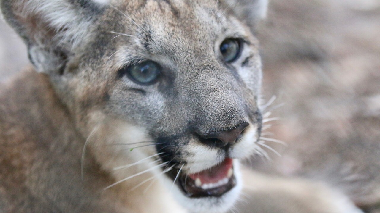 Florida panther kitten. 