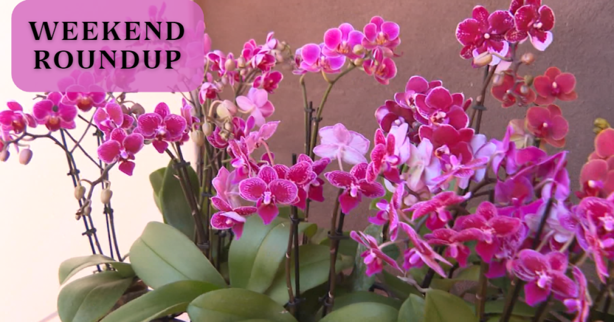 WEEKEND ROUNDUP: Orchids to orchestras, here is what to do this weekend - Vimarsana News