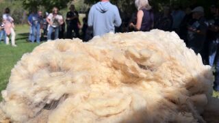 Montana Ag Network: Grant secured for wool mill feasibility study
