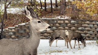 Helena urban deer