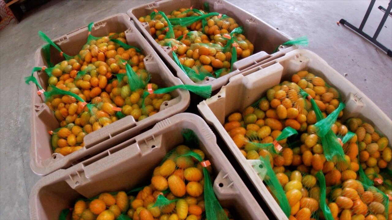 Kumquat-festival-WFTS.jpg
