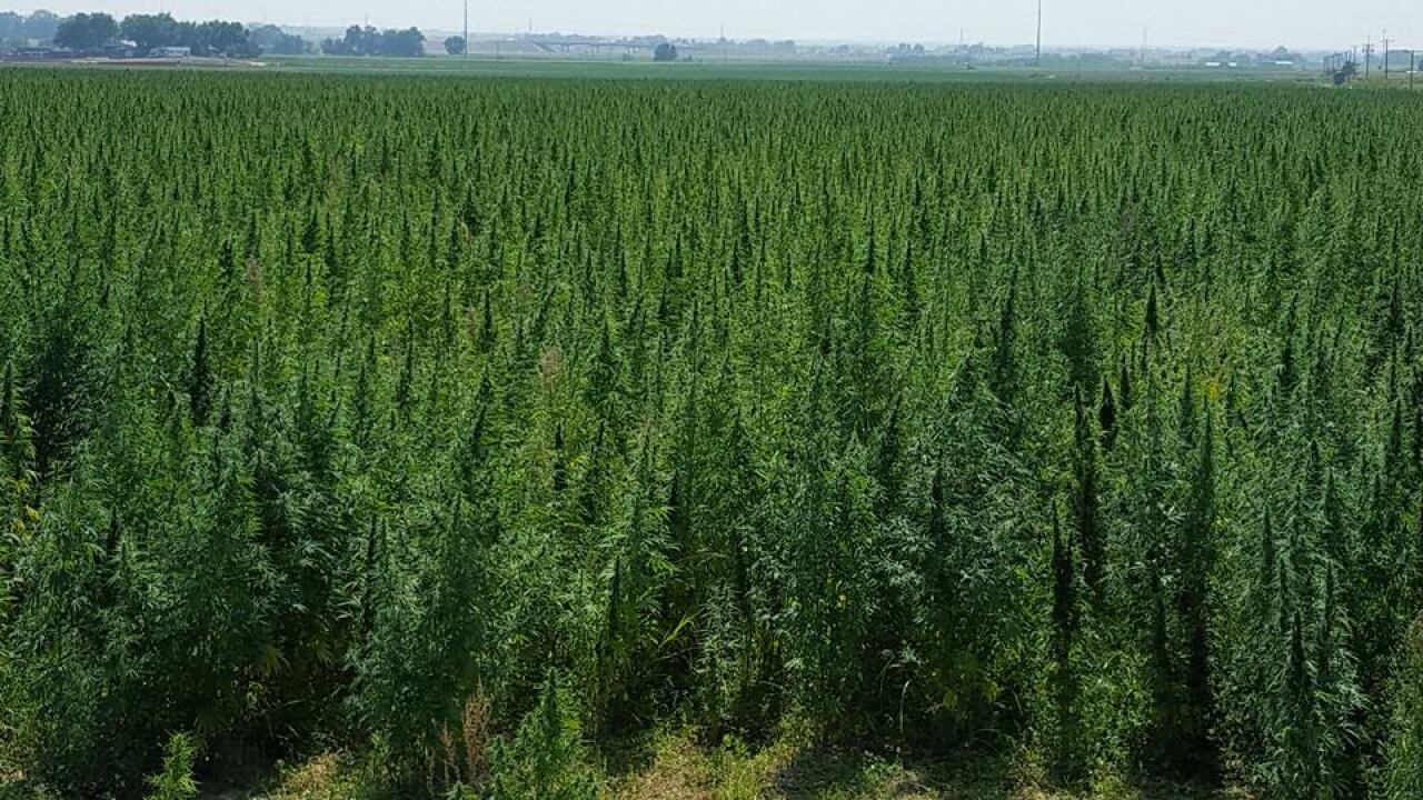 Farmers can now legally grow hemp in Arizona