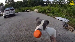 Medina Co. Dog Rescue - OSHP