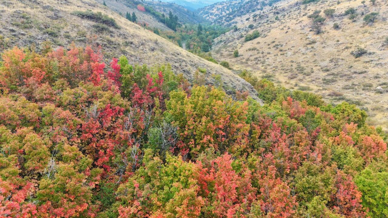 Fall colors at Bear Lake
