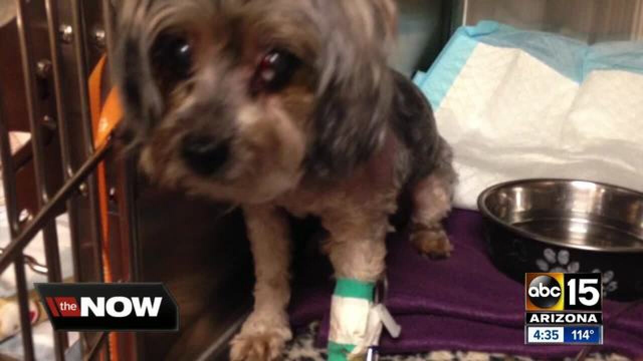 North Phoenix Family Saves Dog From Coyote Attack
