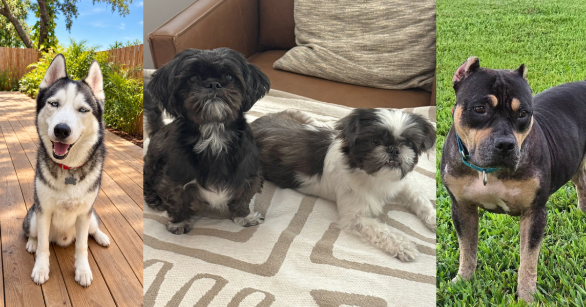 Rescues in Action: Suka, Fiona and Violet and Hattie Mae