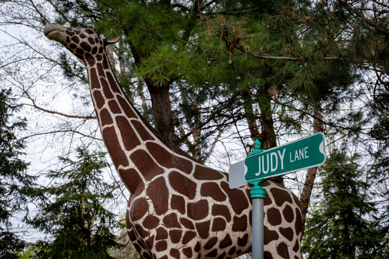 Hidden Gems - Judy's Jungle 3.jpg