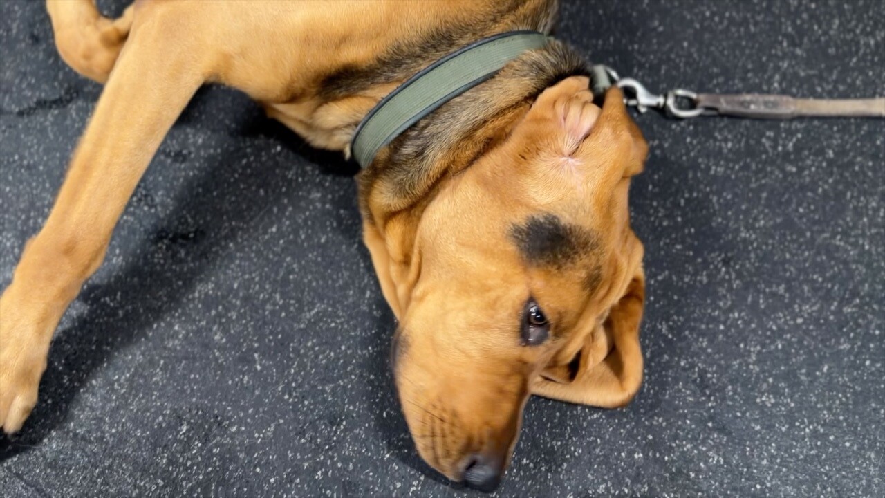 dog training