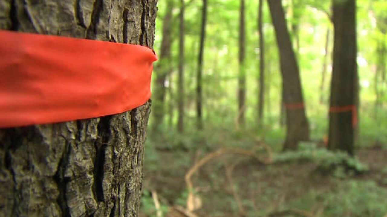 PICS: Crown Hill North Woods could be torn down
