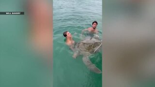 Turtle rescue June 7, 2026