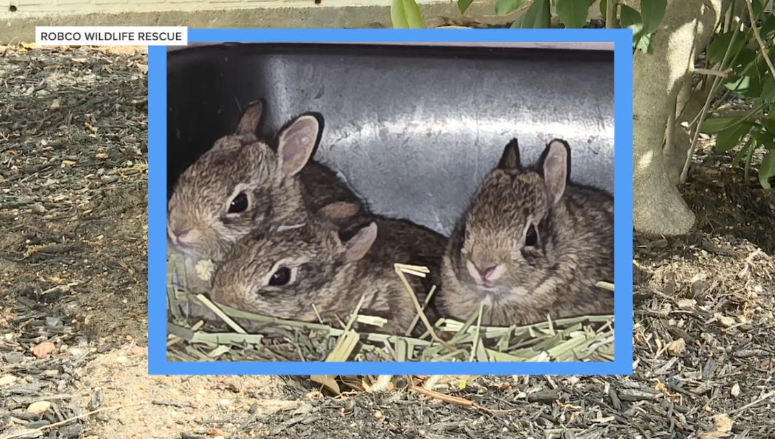 RobCo Wildlife Rescue gives injured backyard bunnies a second chance
