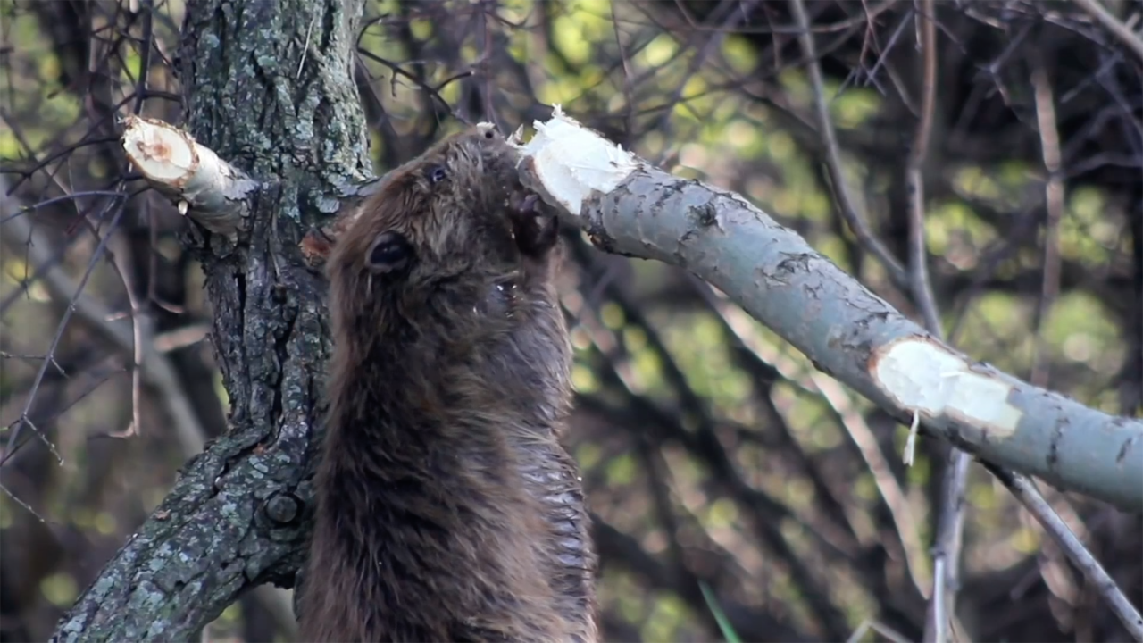 Beaver