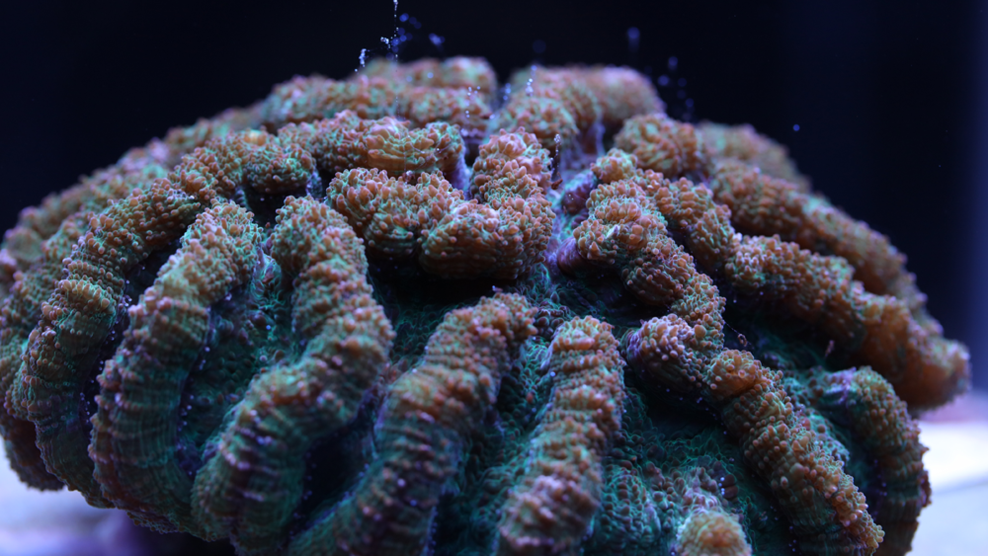 Florida Aquarium coral experts make history