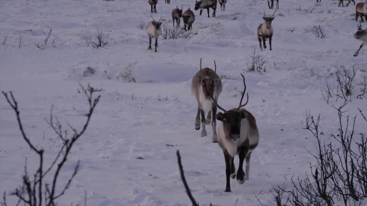 real santa and rudolph sightings