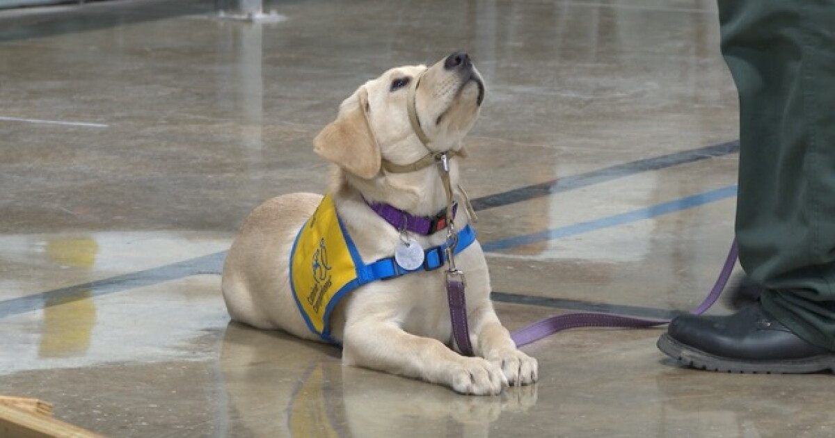 Offenders find purpose through dog training - Vimarsana News