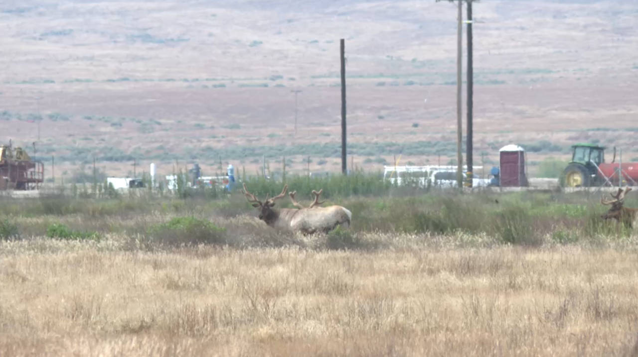 Elk at the Tule Elk State Natural Reserve