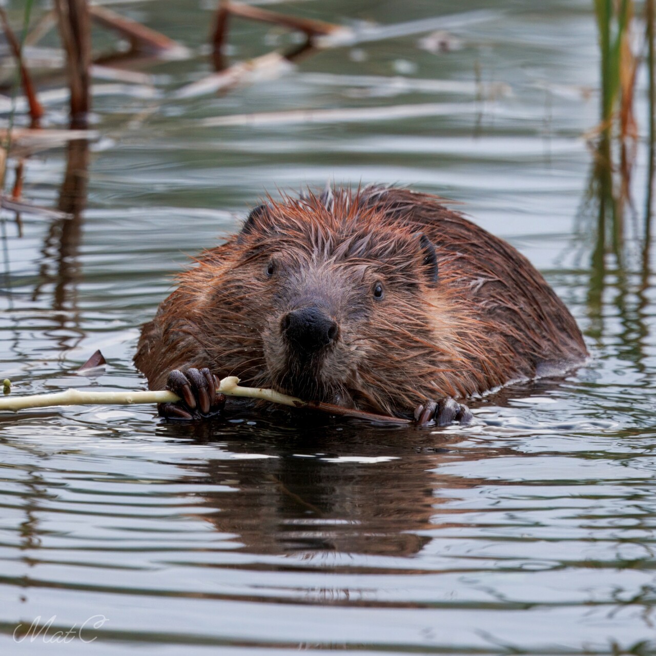 Beaver