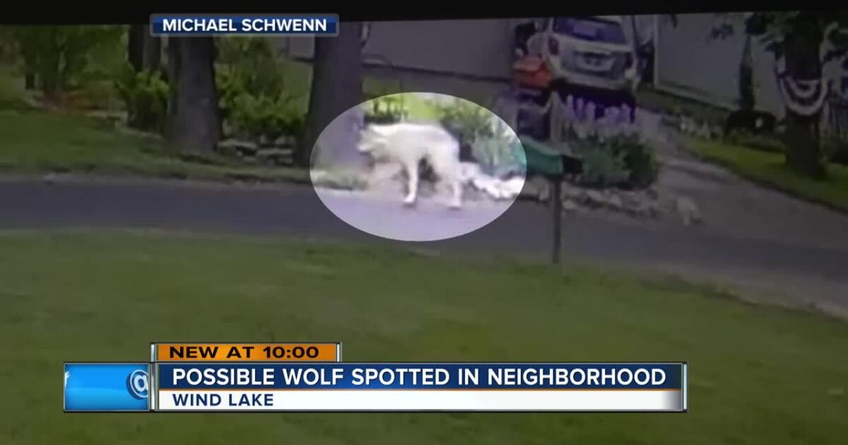 Wolf Like Creature Spotted In Racine County