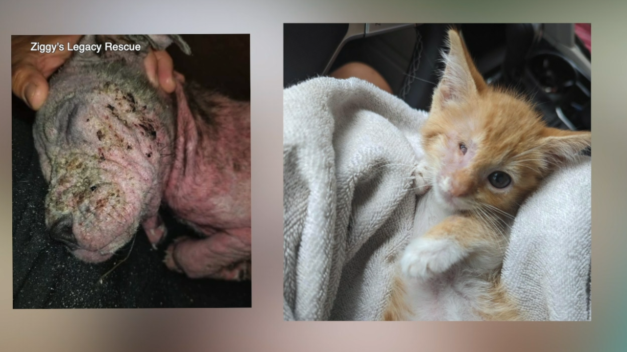 Ziggy's Legacy Rescue4.png