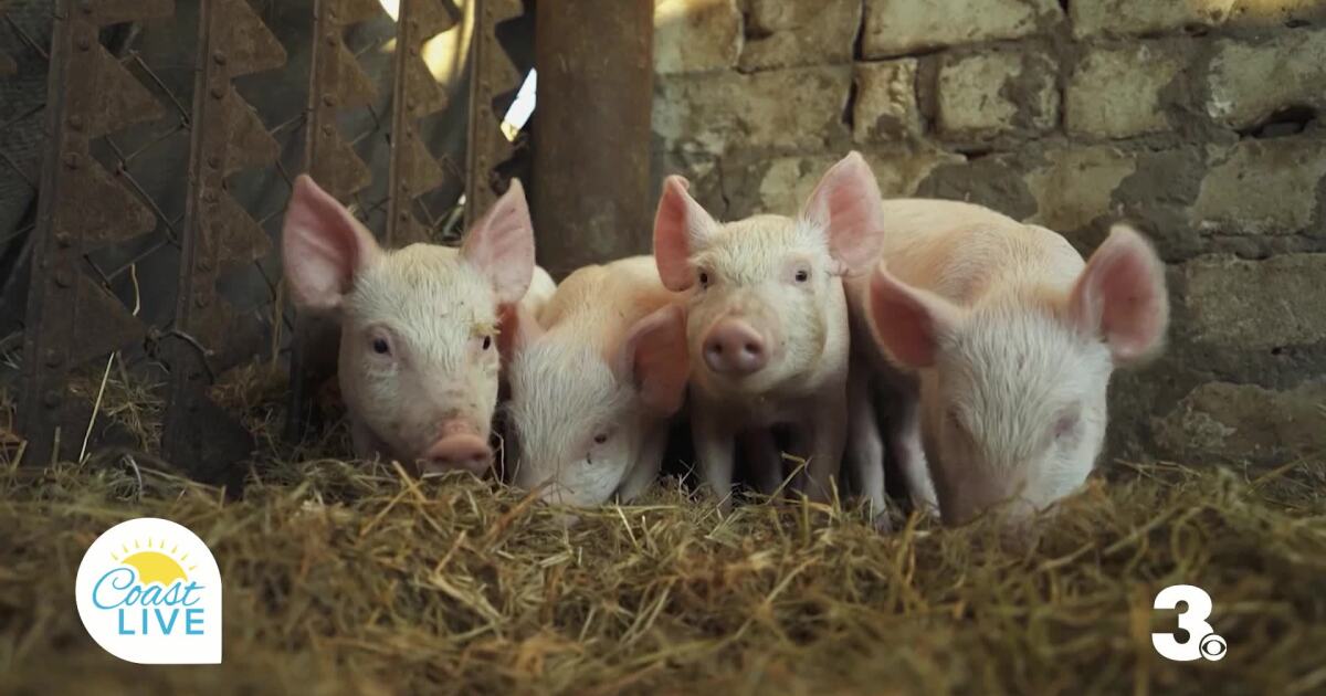 Swine Fever Warning to Travelers on Coast Live