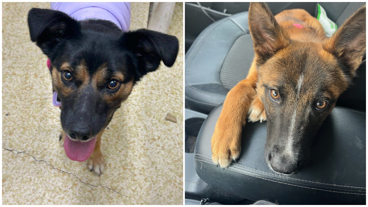 Pets Of The Week: Lily and Zuko